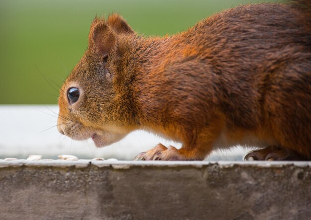 Photo close-up of squirrel