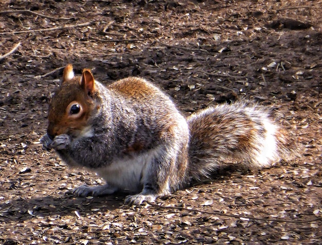 Photo close-up of squirrel