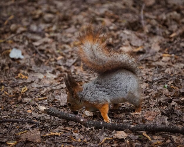 Close-up of squirrel