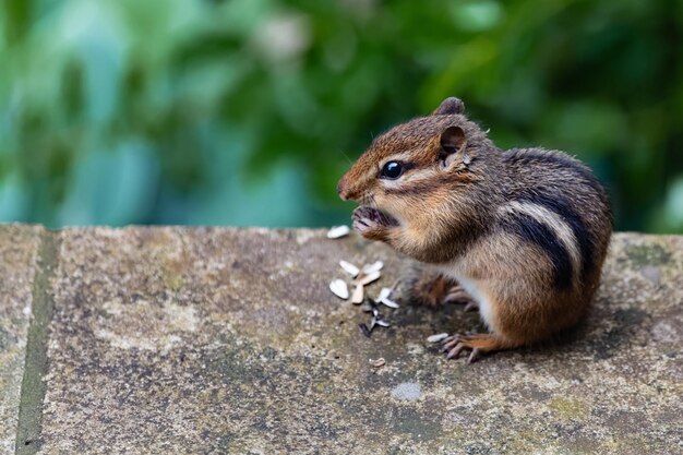 Close-up of squirrel