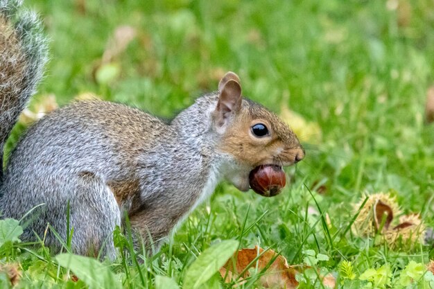 Close-up of squirrel