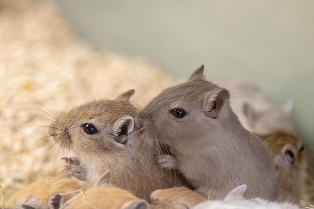 close-up of squirrel