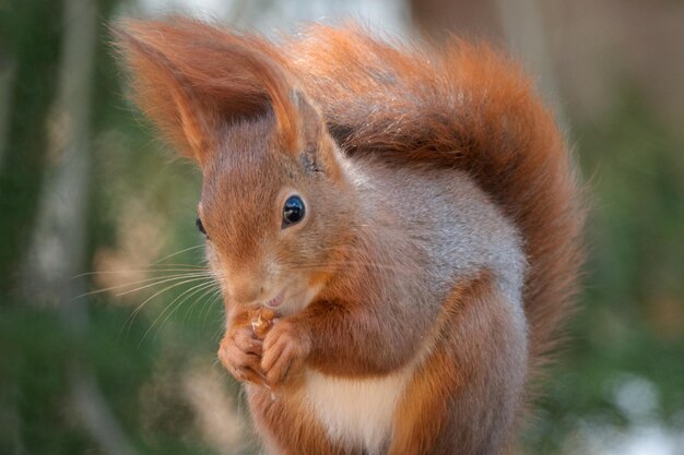 Photo close-up of squirrel