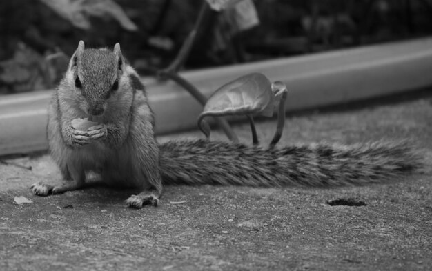 close-up of squirrel