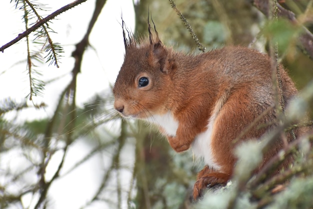 Photo close-up of squirrel