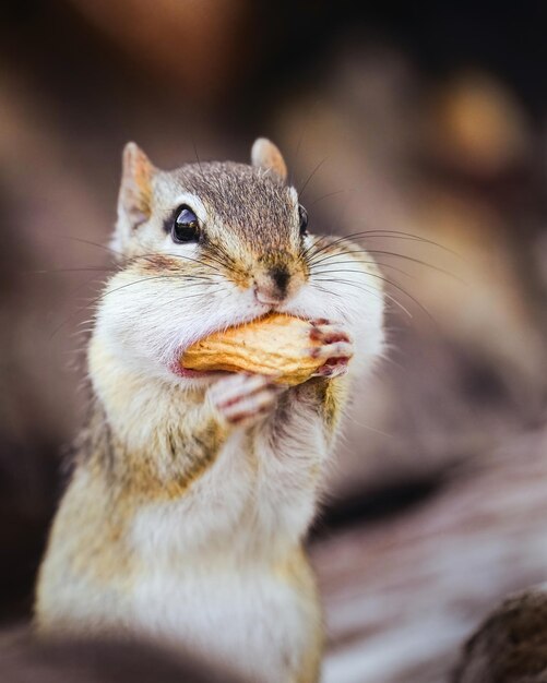 Close-up of squirrel