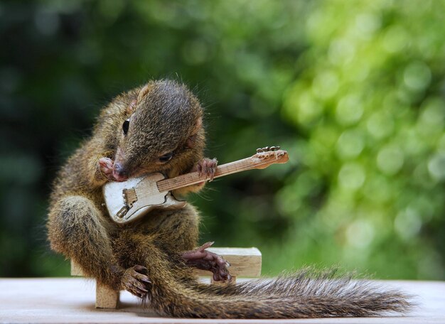 Photo close-up of squirrel