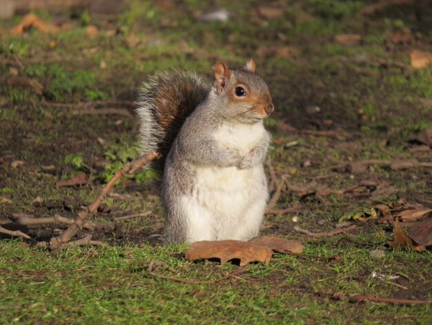 Photo close-up of squirrel