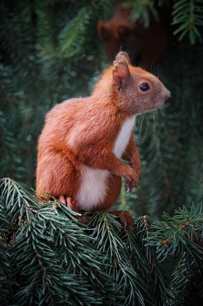 Close-up of squirrel