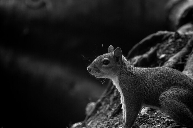 Photo close-up of squirrel