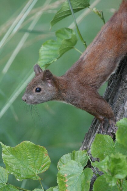 Close-up of squirrel