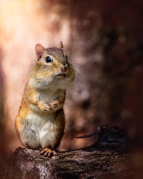 close-up of squirrel