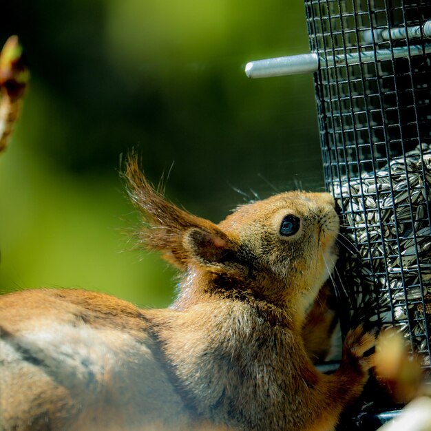 Photo close-up of squirrel