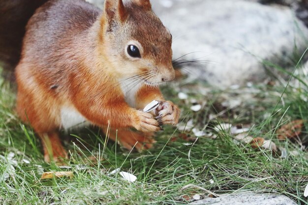 Photo close-up of squirrel