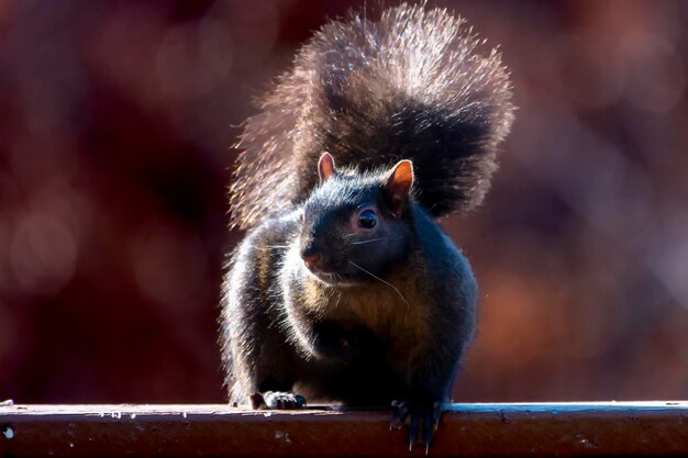 Close-up of squirrel