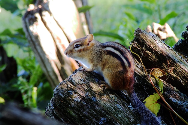 Close-up of squirrel