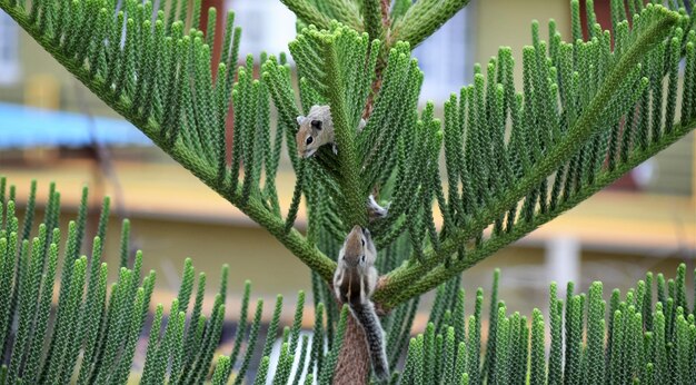 Photo close-up of squirrels on plant