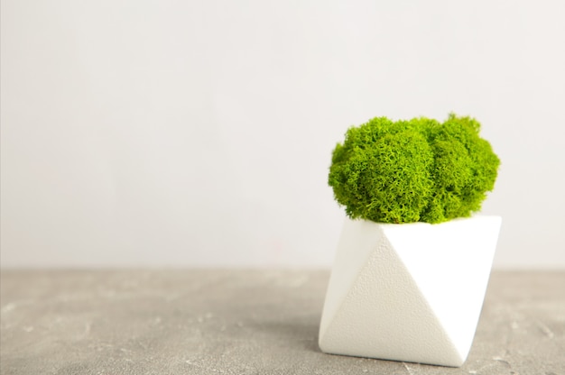 Close up on stabilized moss in the pot