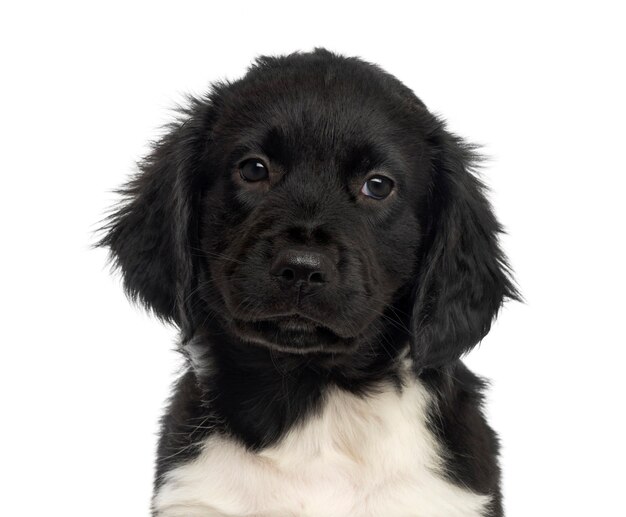 Close-up of a Stabyhoun puppy isolated on white