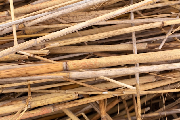 Close-up of a stack of dry reed stalks