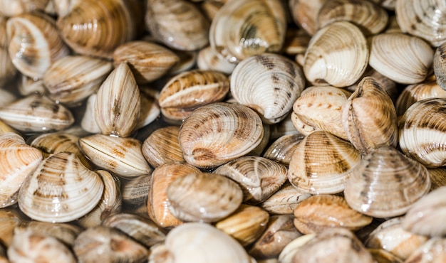 Foto primo piano della pila di vongole fresche