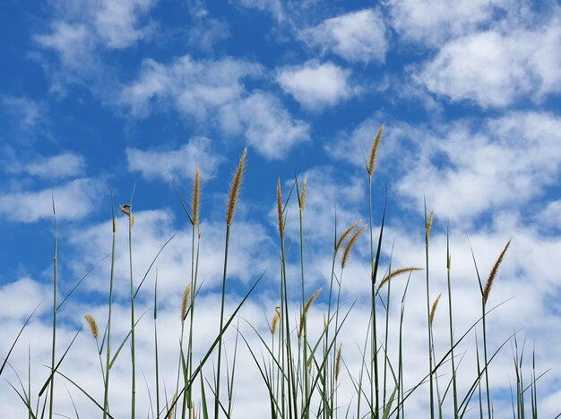 Close-up of stalks against blue sky