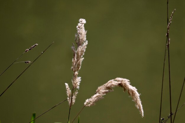 Close-up of stalks against blurred background