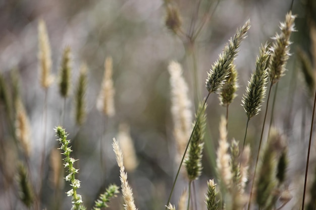 close-up of stalks against blurred background
