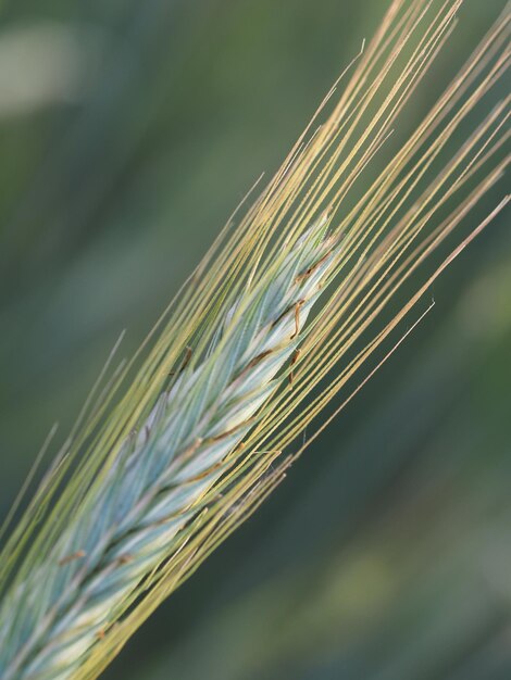 Photo close-up of stalks against blurred background