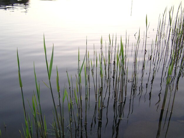 Close-up of stalks against calm lake