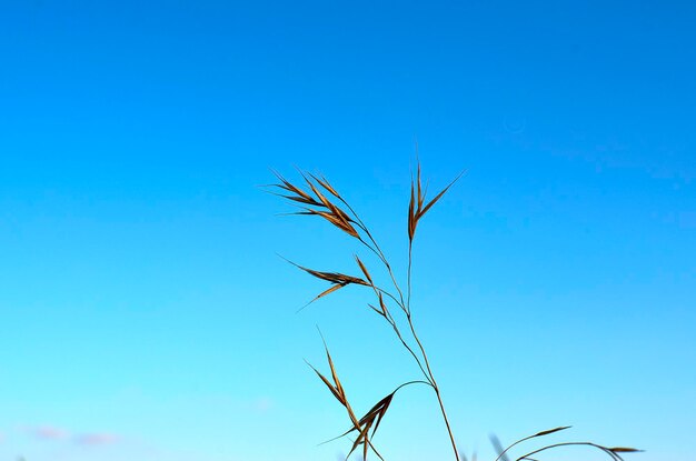 Close-up of stalks against clear blue sky