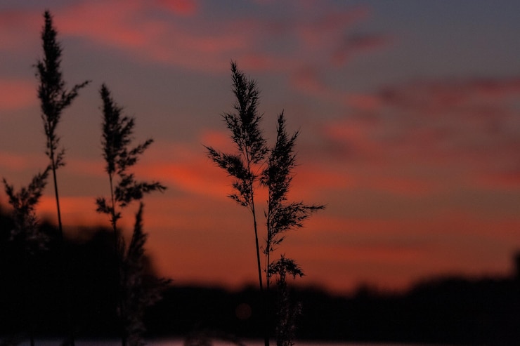 Photo close-up of stalks against scenic sky