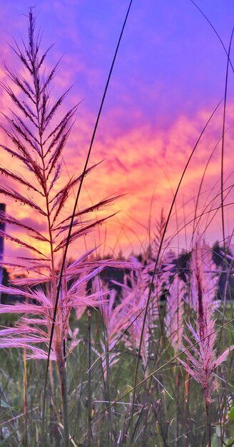 Close-up of stalks against sky at sunset