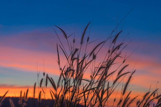 Close-up of stalks against sky at sunset