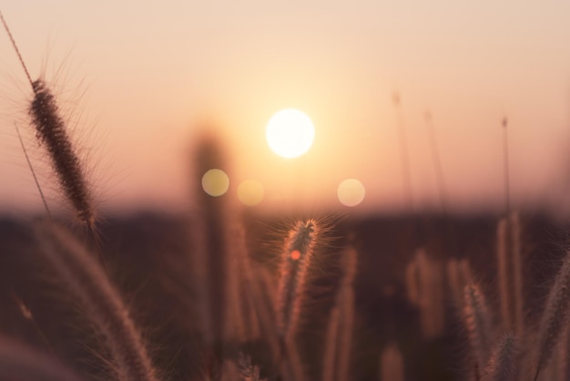 夕暮れの空を背景にした茎のクローズアップ