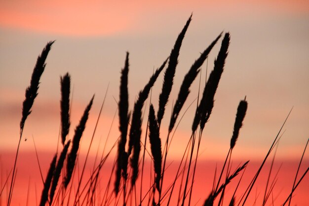 Close-up of stalks against sky during sunset