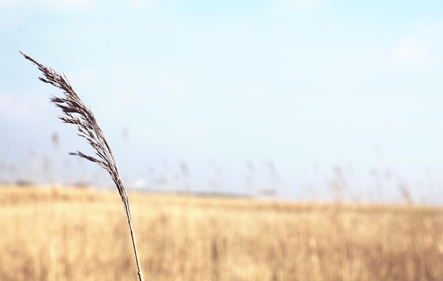 Photo close-up of stalks against the sky