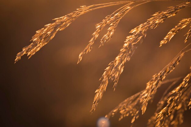 Photo close-up of stalks against the sky