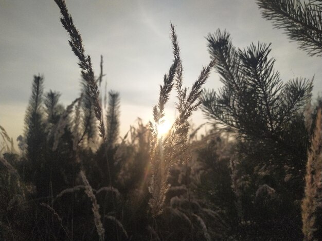 Close-up of stalks against sky