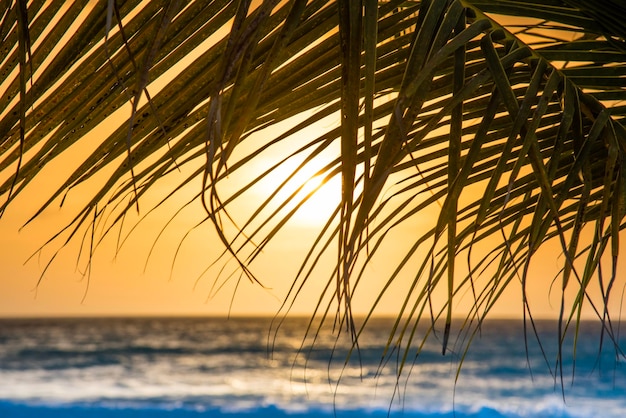 Close-up of stalks against sunset sky