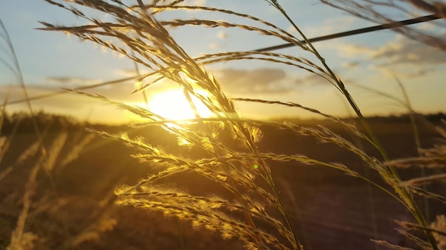 Photo close-up of stalks against sunset