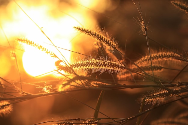 Photo close-up of stalks against sunset