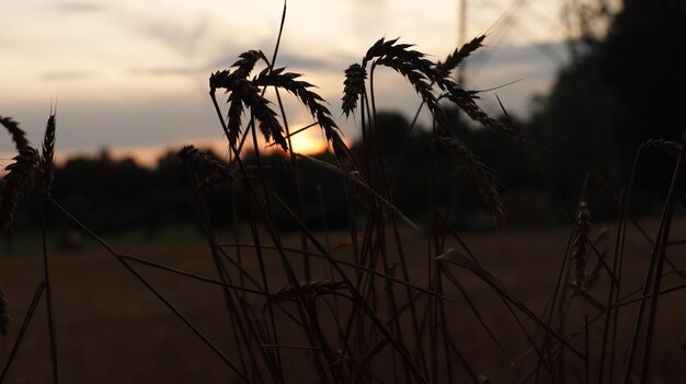 Close-up of stalks against sunset