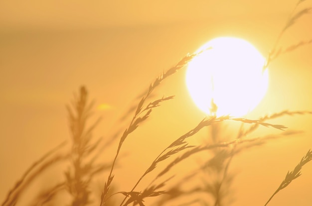 Foto prossimo piano dei gambi contro il tramonto