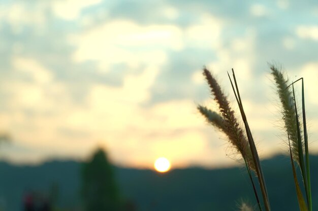 Photo close-up of stalks against sunset