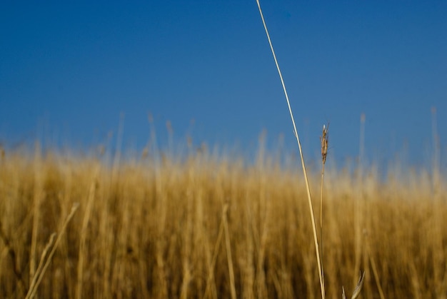 Close-up of stalks in field against blue sky