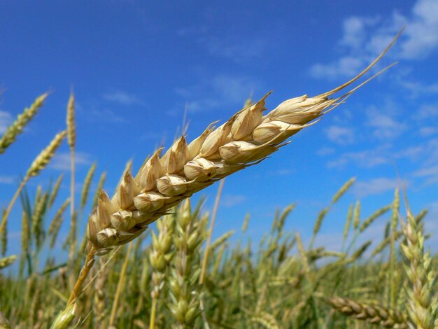 Close-up of stalks in field against blue sky