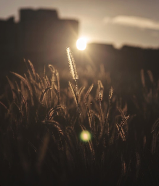 Foto prossimo piano dei gambi nel campo contro il sole brillante