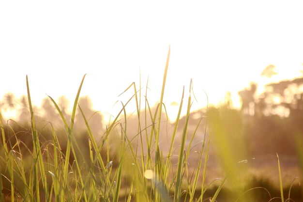 Photo close-up of stalks in field against clear sky