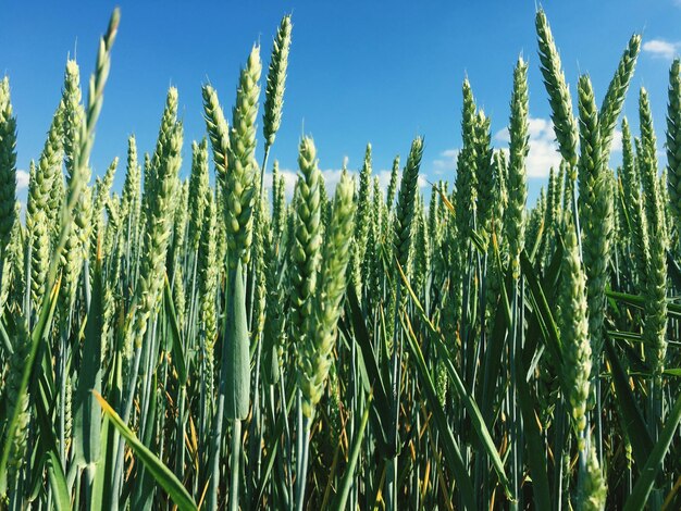 Close-up of stalks in field against sky